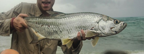 First Tarpon on a beach in the middle of nowhere