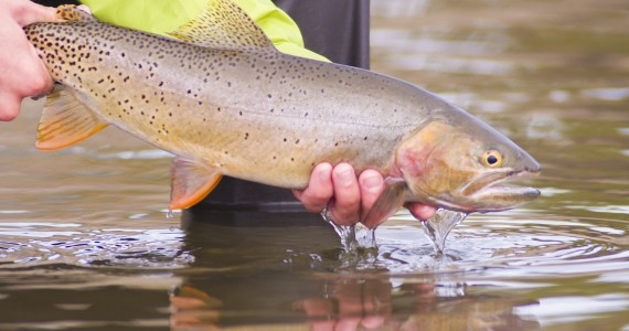 Josh - Fly Fishing - Frame Grab - 2