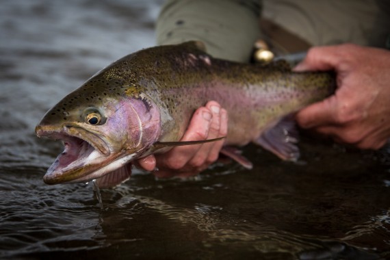 Josh Gallivan Fly Fishing