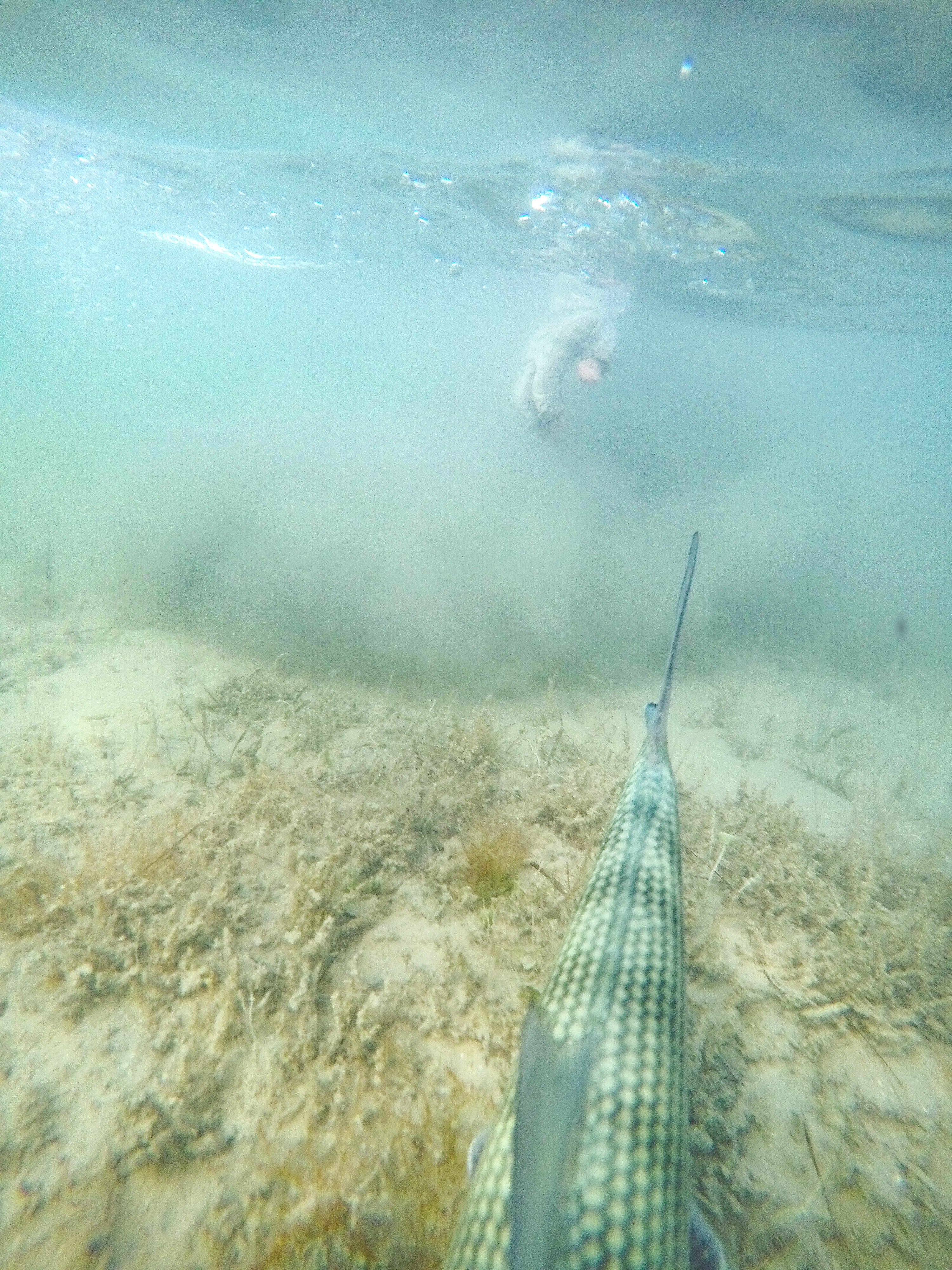 Josh Gallivan Fly Fishing