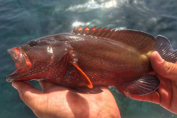 Josh Gallivan Fly Fishing