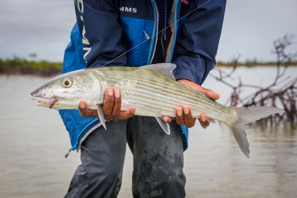 Josh Gallivan Fly Fishing