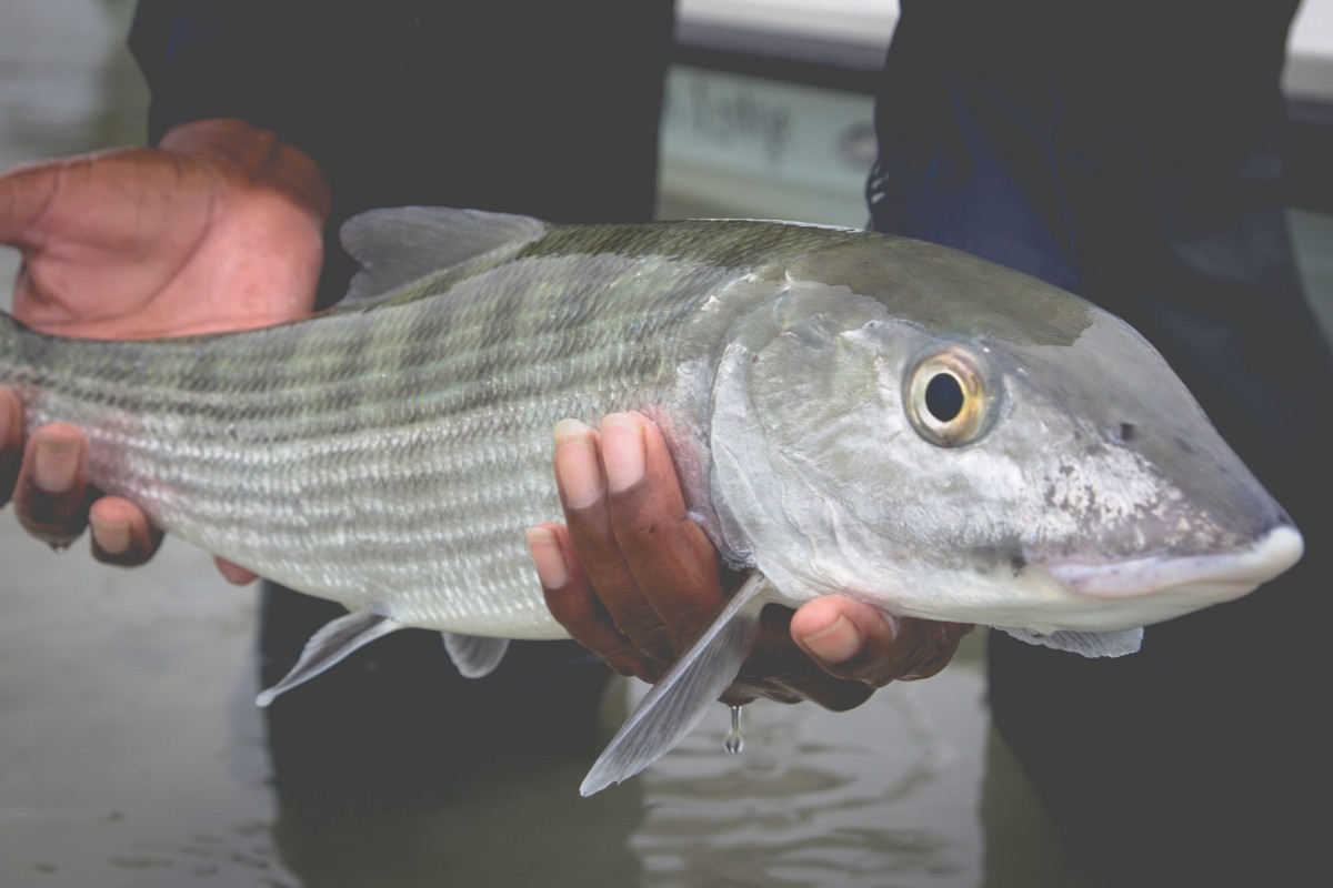 Josh Gallivan Fly Fishing