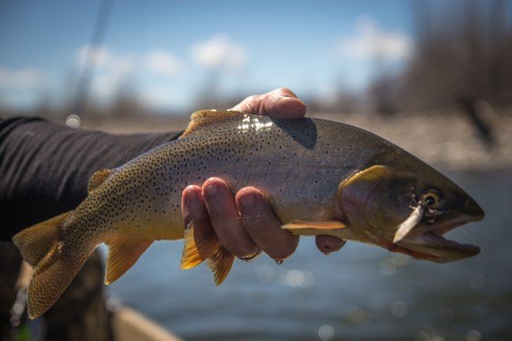 Josh Gallivan Fly Fishing