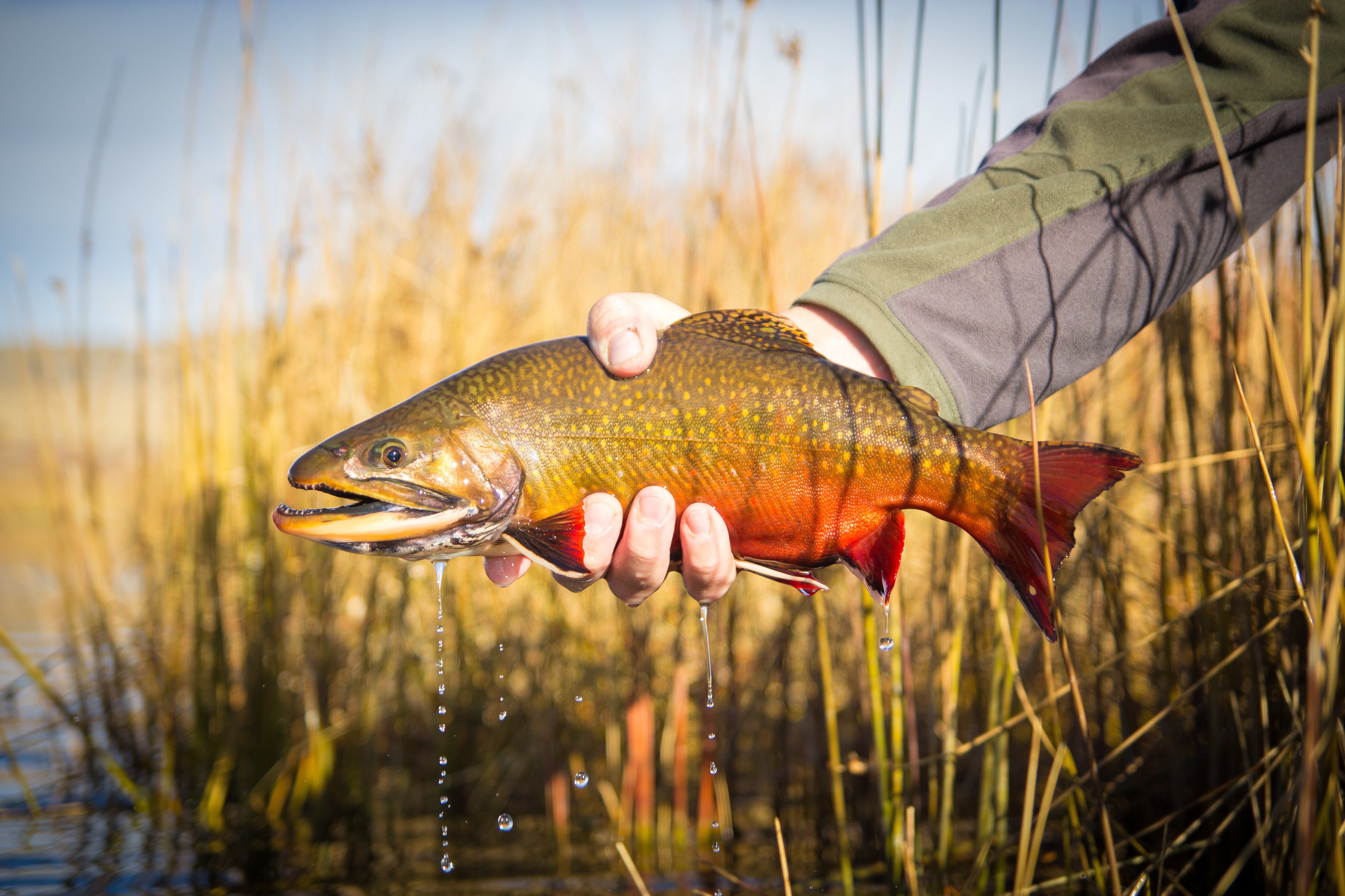 Josh Gallivan Fly Fishing